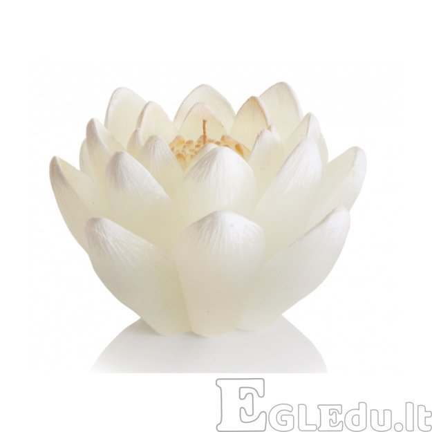 LELIJOS ŽVAKĖ SU DIODU - BALTA